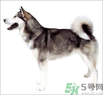 熱門寵物排名你知道嗎？寵物明星有哪些？