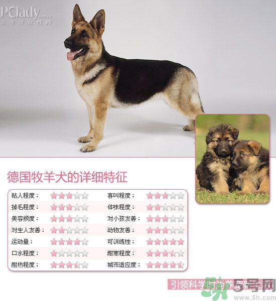 熱門寵物排名你知道嗎？寵物明星有哪些？