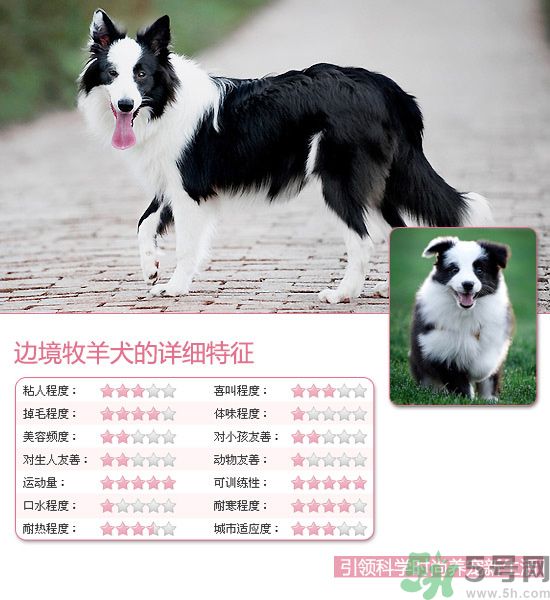 熱門寵物排名你知道嗎？寵物明星有哪些？