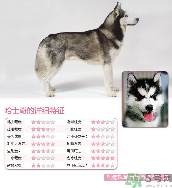 熱門寵物排名你知道嗎？寵物明星有哪些？