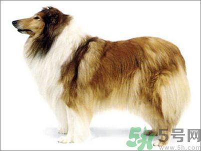 熱門寵物排名你知道嗎？寵物明星有哪些？