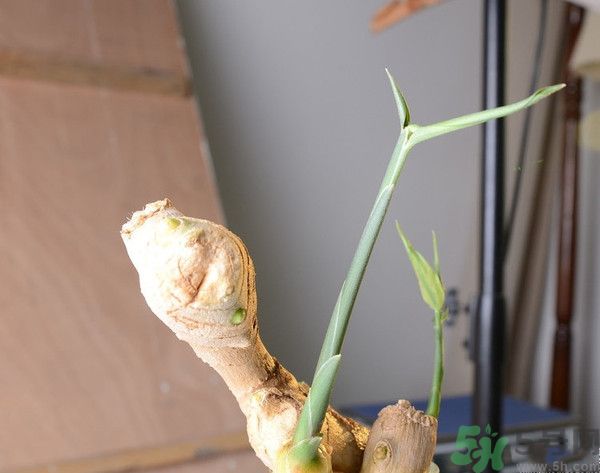 生姜發(fā)芽了能吃嗎？生姜發(fā)綠了能吃嗎？