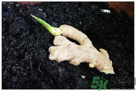 生姜發(fā)芽了能吃嗎？生姜發(fā)綠了能吃嗎？