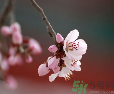 春分時養(yǎng)生要注意什么？春分要預(yù)防哪些疾?。?></p>		</div>
<div align=