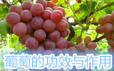 葡萄可以解酒嗎 葡萄可以放幾天