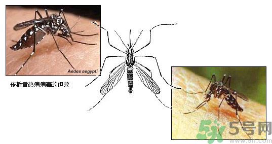 黃熱病是什么疾病？黃熱病怎樣有效的預(yù)防？
