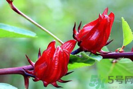 什么花可以凈化空氣？什么花可以減肥？