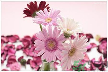 什么花可以凈化空氣？什么花可以減肥？