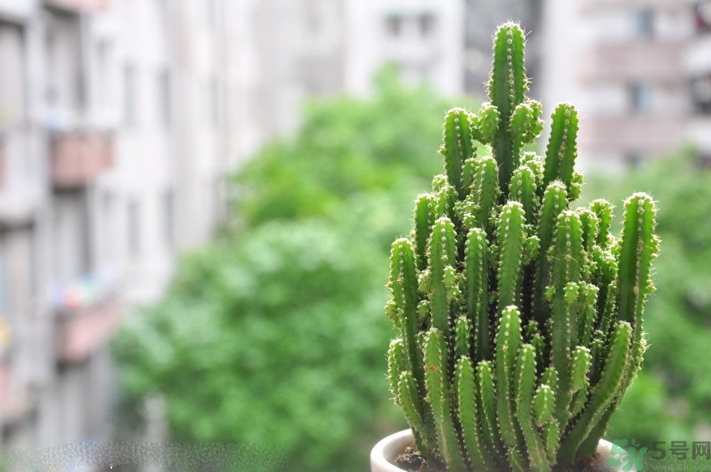 什么花可以凈化空氣？什么花可以減肥？