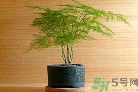 什么花可以凈化空氣？什么花可以減肥？