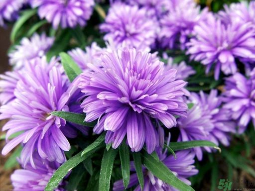 紫菀的功效和作用是什么？紫菀的用法用量是多少？