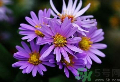 紫菀的功效和作用是什么？紫菀的用法用量是多少？