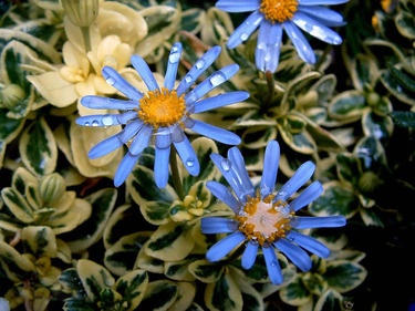 紫菀的功效和作用是什么？紫菀的用法用量是多少？