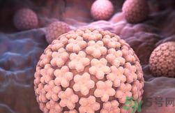 hpv病毒是什么?hpv病毒會終身攜帶嗎?.png hpv病毒是什么?hpv病毒會終身攜帶嗎?.png