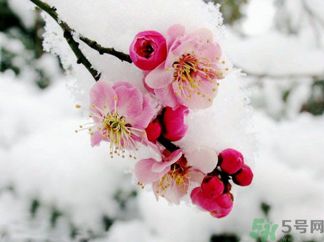 清明節(jié)有哪些習(xí)俗？清明節(jié)習(xí)俗的來源？