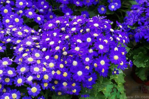 清明節(jié)有哪些習(xí)俗？清明節(jié)習(xí)俗的來源？