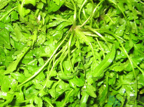 懷孕能不能吃地菜?孕婦可以吃地菜嗎?.png 懷孕能不能吃地菜?孕婦可以吃地菜嗎?.png