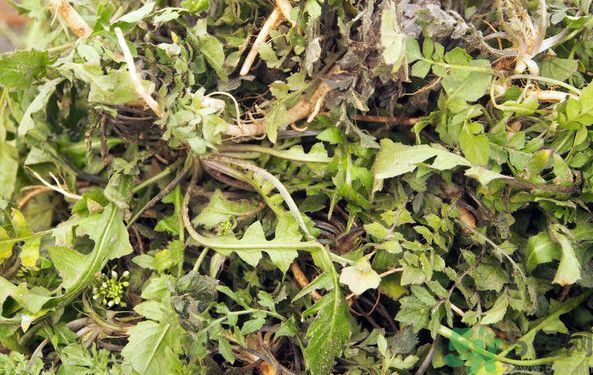 薺菜根能吃嗎？薺菜要去根吃嗎？