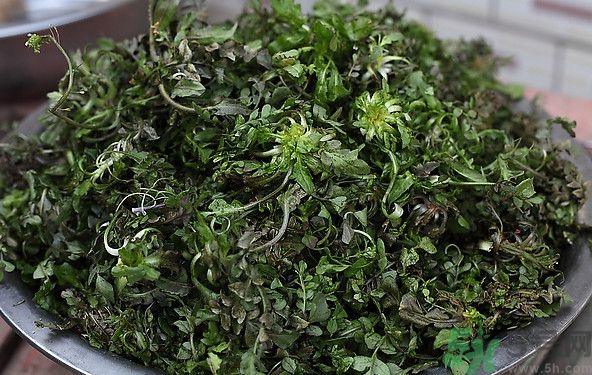 薺菜為什么是苦的？薺菜味道苦嗎？