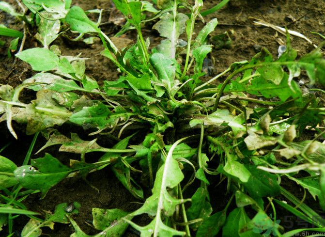 薺菜如何能保存時(shí)間長？剛挖回來的薺菜怎么保存？