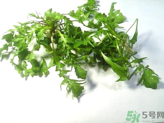 薺菜可以泡水喝嗎？薺菜泡水喝有什么好處？