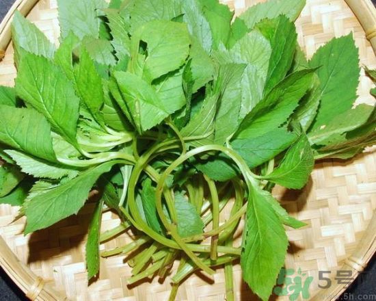 薺菜可以泡水喝嗎？薺菜泡水喝有什么好處？
