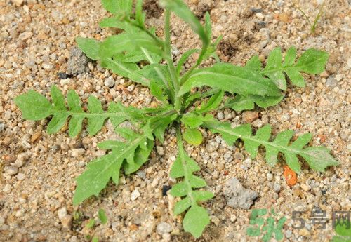 吃薺菜會(huì)過(guò)敏嗎?吃薺菜過(guò)敏怎么辦 吃薺菜會(huì)過(guò)敏嗎?吃薺菜過(guò)敏怎么辦