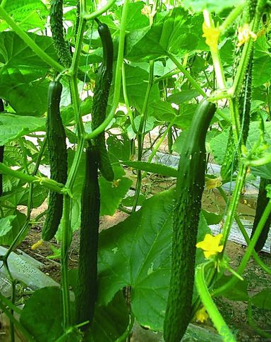 痛風(fēng)不能吃什么？痛風(fēng)怎么辦？