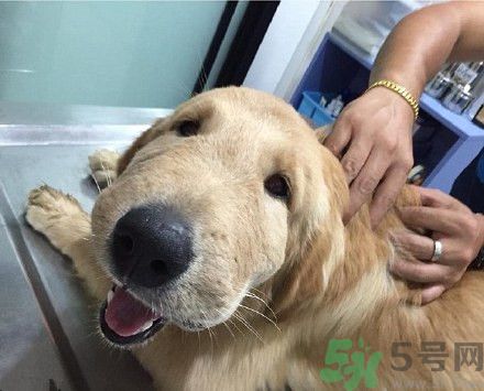 金毛被黃蜂蟄了腦袋萌翻了 被黃蜂蟄了怎么辦? 金毛被黃蜂蟄了腦袋萌翻了 被黃蜂蟄了怎么辦?