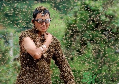 金毛被黃蜂蟄了腦袋萌翻了 被黃蜂蟄了怎么辦? 金毛被黃蜂蟄了腦袋萌翻了 被黃蜂蟄了怎么辦?