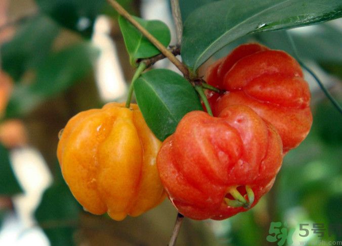 胡桃可以減肥嗎？吃胡桃有什么好處？