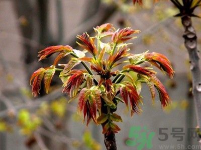 香椿好吃嗎？香椿可以做菜嗎？