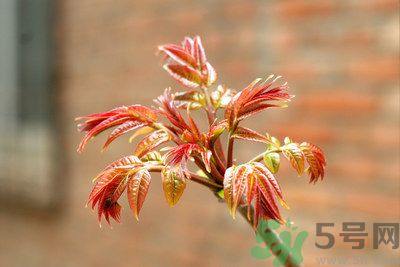 香椿好吃嗎？香椿可以做菜嗎？