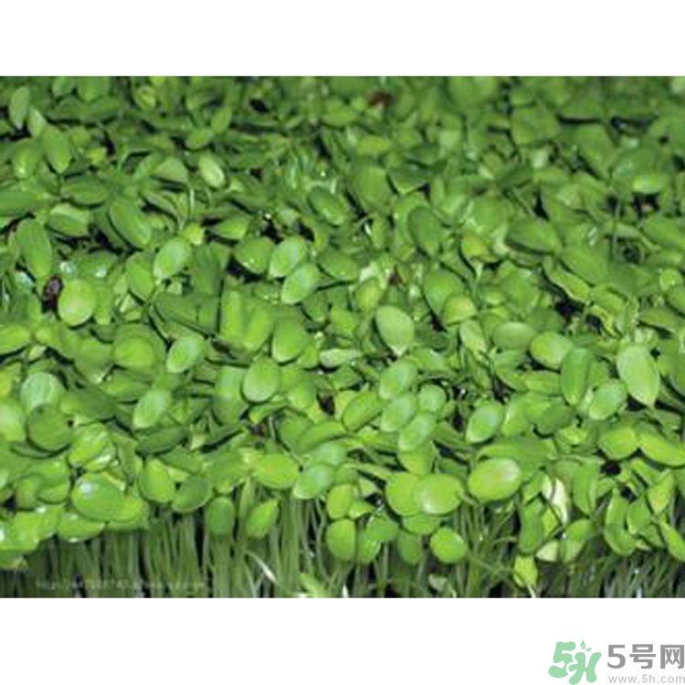 吃香椿要焯水嗎？吃香椿焯水還有營養(yǎng)價值嗎？