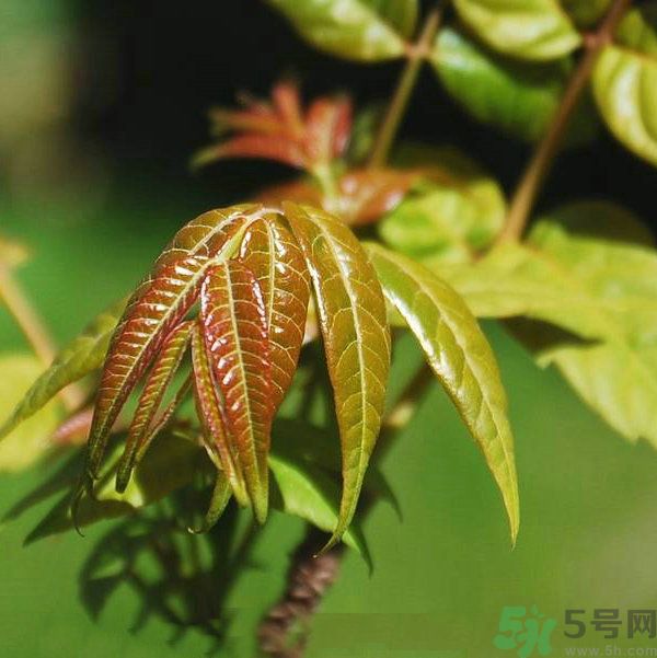 吃香椿要焯水嗎？吃香椿焯水還有營養(yǎng)價值嗎？