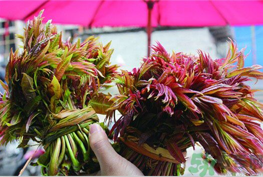 香椿怎么吃才安全？吃香椿的最佳時間是什么時候？