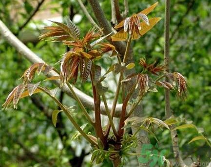 香椿怎么吃才安全？吃香椿的最佳時間是什么時候？