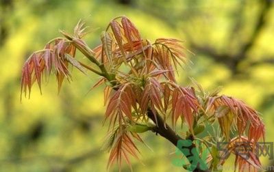 香椿怎么吃才安全？吃香椿的最佳時間是什么時候？