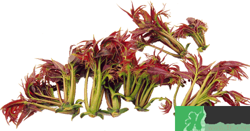 吃香椿有什么好處？香椿可以預(yù)防疾病嗎？