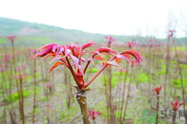 怎么挑選香椿呢？挑選香椿的小竅門？