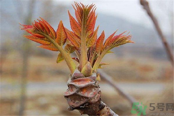 怎么挑選香椿呢？挑選香椿的小竅門？