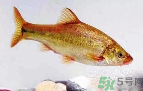 怎么挑選魚(yú)？挑魚(yú)的技巧有哪些？