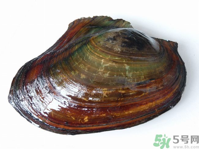 河蚌什么時候吃最好？吃河蚌有什么好處？