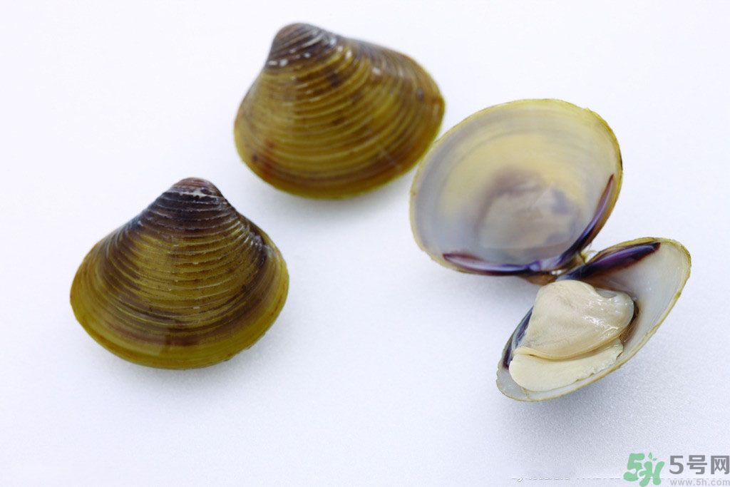 河蚌什么時候吃最好？吃河蚌有什么好處？