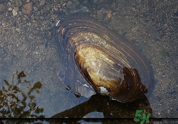 河蚌怎么殺？怎么殺河蚌才可以？