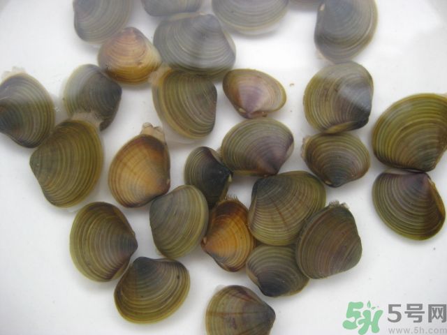 河蚌要怎么清洗才干凈？河蚌的清洗方法？