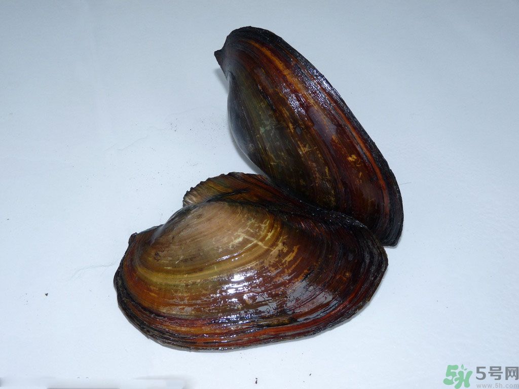 河蚌要怎么清洗才干凈？河蚌的清洗方法？