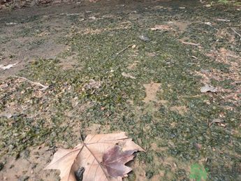 地皮菜孕婦能吃嗎？地皮菜孕婦吃好嗎？