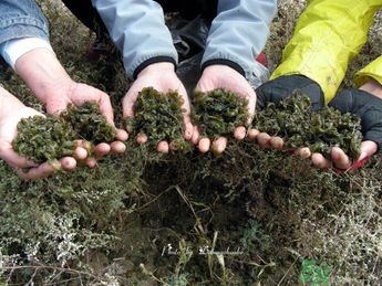 地皮菜有毒嗎？地皮菜有什么營養(yǎng)價值？