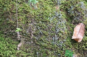 地皮菜是發(fā)物嗎？地皮菜的功效與禁忌